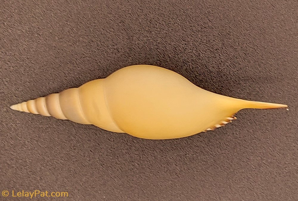 Tibia martinii coquillage fossile gastropodum tibia martinii