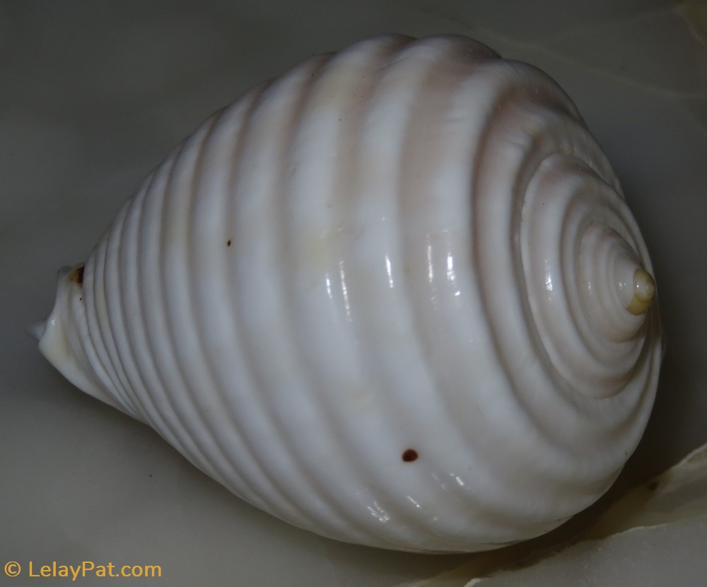 Malea pomum coquillage fossile gastropodum malea pomum