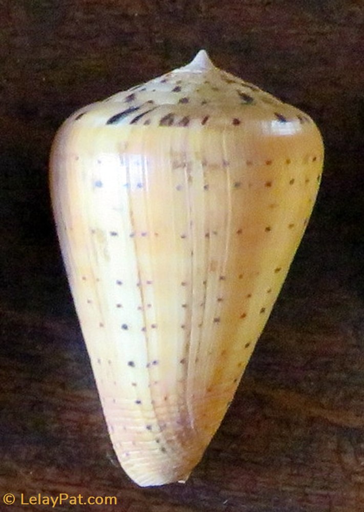 coquillage fossile gastropodum conus betulinus