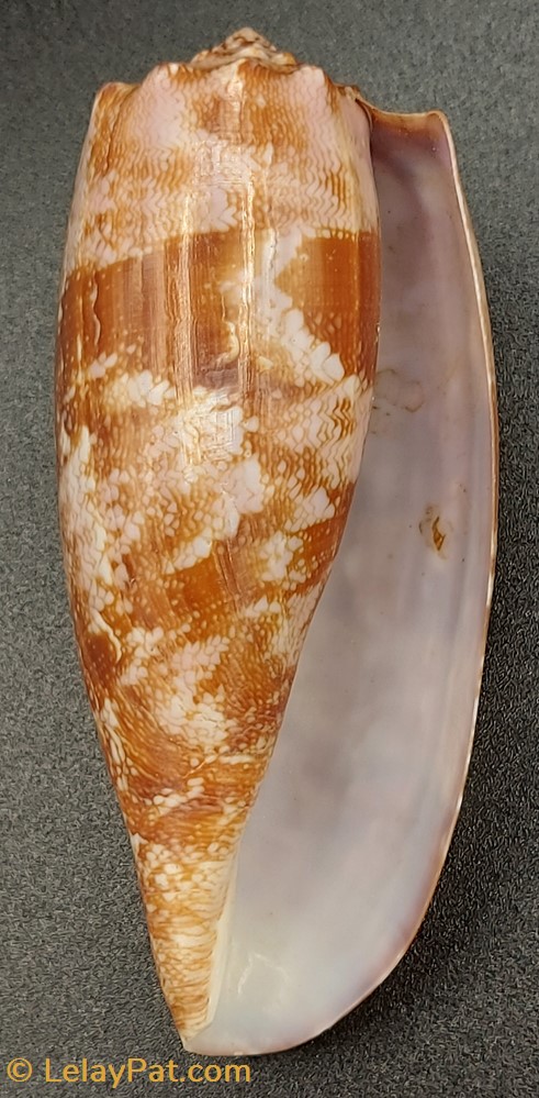 coquillage fossile gastropodum conus geographus