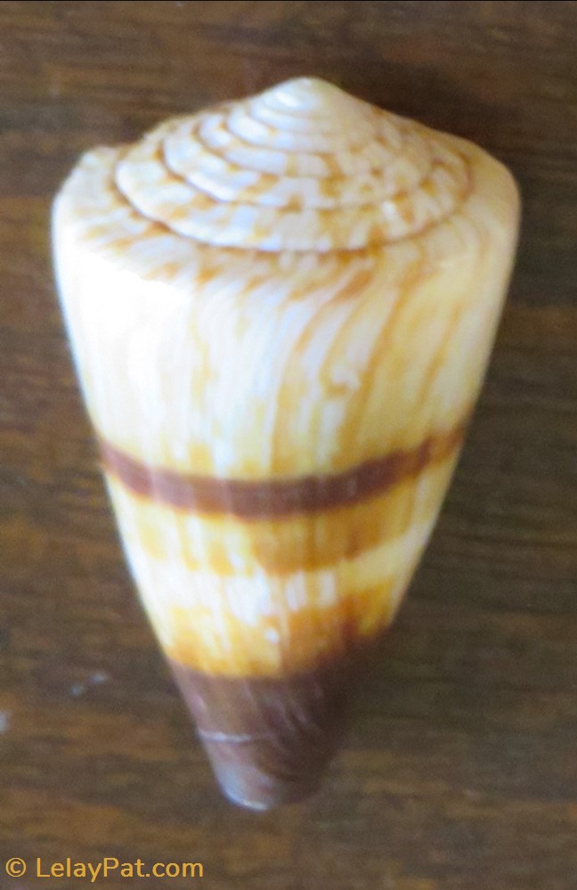 Conus miles 2 coquillage fossile gastropodum conus miles