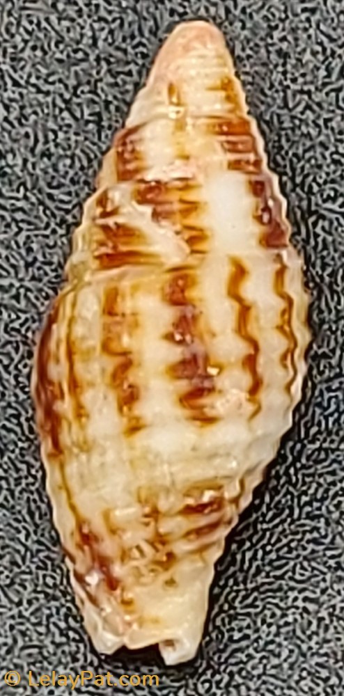 Nebularia ferruginea coquillage fossile gastropodum nebularia ferruginea