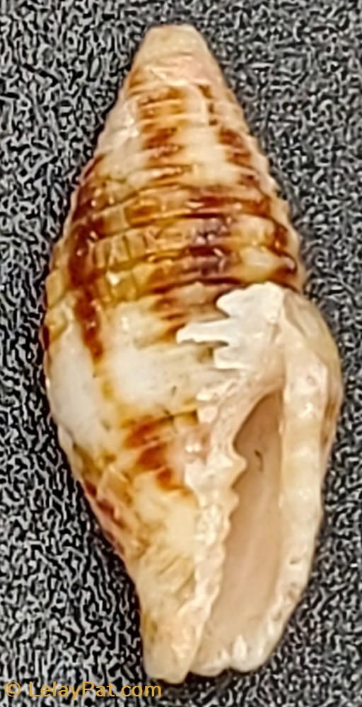 Nebularia ferruginea coquillage fossile gastropodum nebularia ferruginea