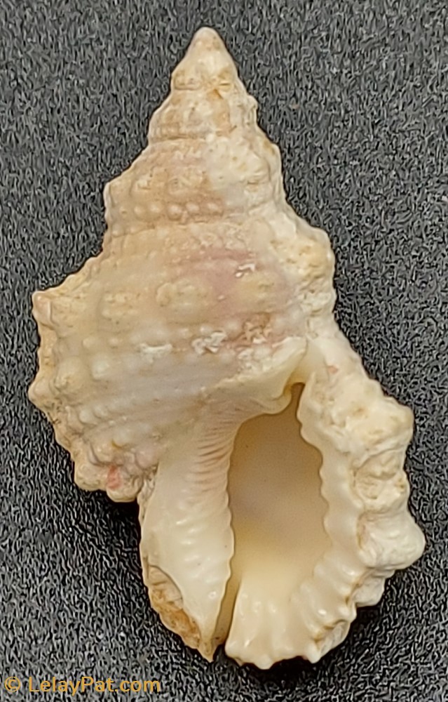 Bufonaria margaritula coquillage fossile gastropodum bufonaria margaritula