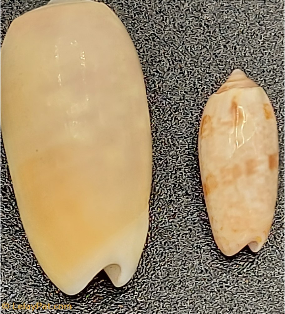coquillage fossile gastropodum volutes indeterminees