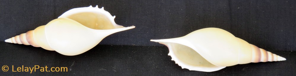Tibia martinii 3 coquillage fossile gastropodum tibia martinii