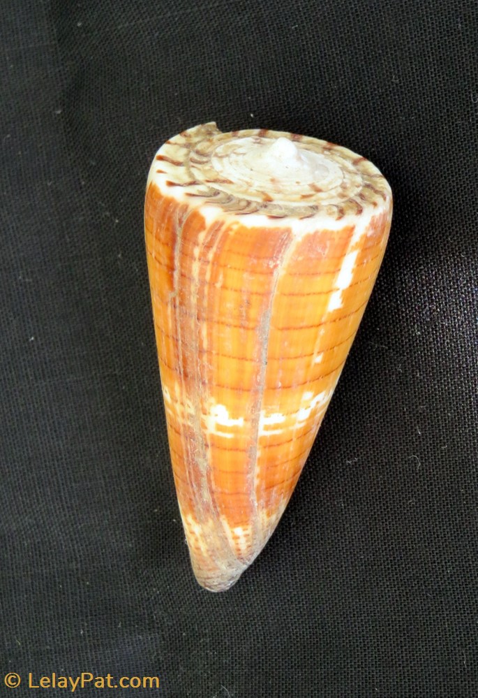 conus generalis coquillage fossile gastropodum conus generalis