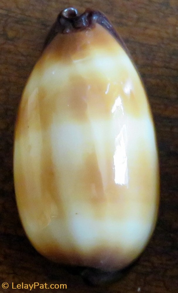 coquillage fossile gastropodum talparia talpa porcelaine taupe