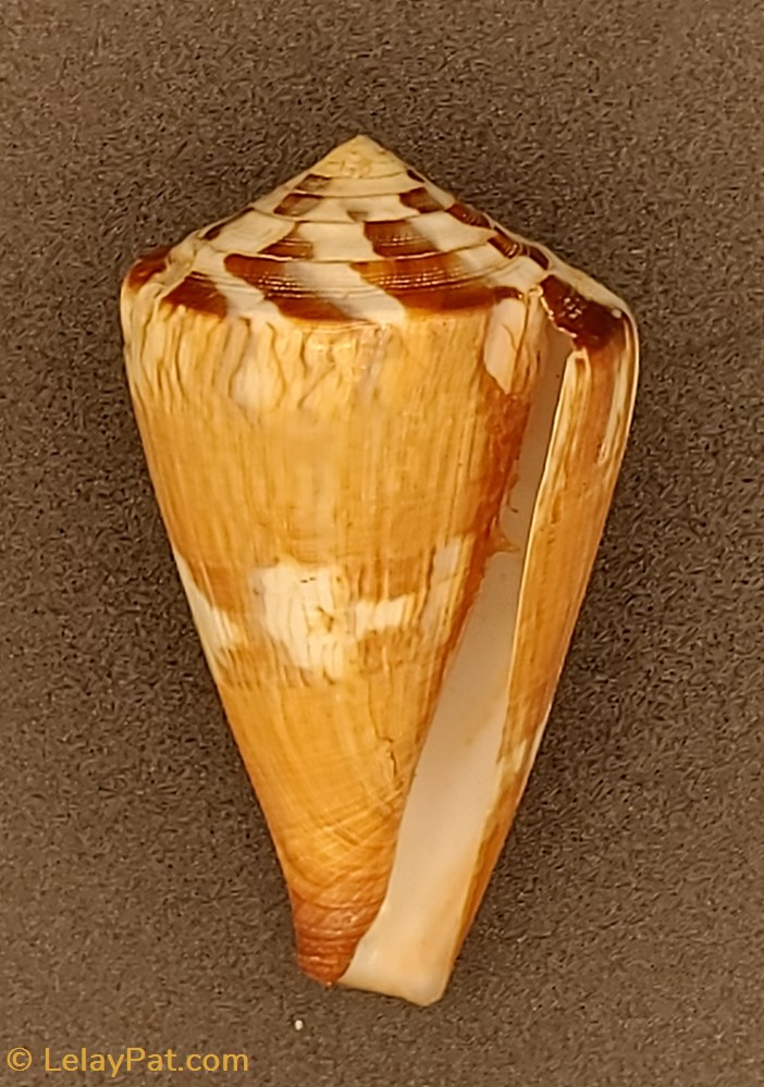 Conus namocanus 4 coquillage fossile gastropodum conus namocanus