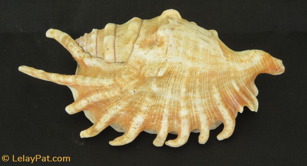 Lambis digitata coquillage fossile gastropodum lambis digitata