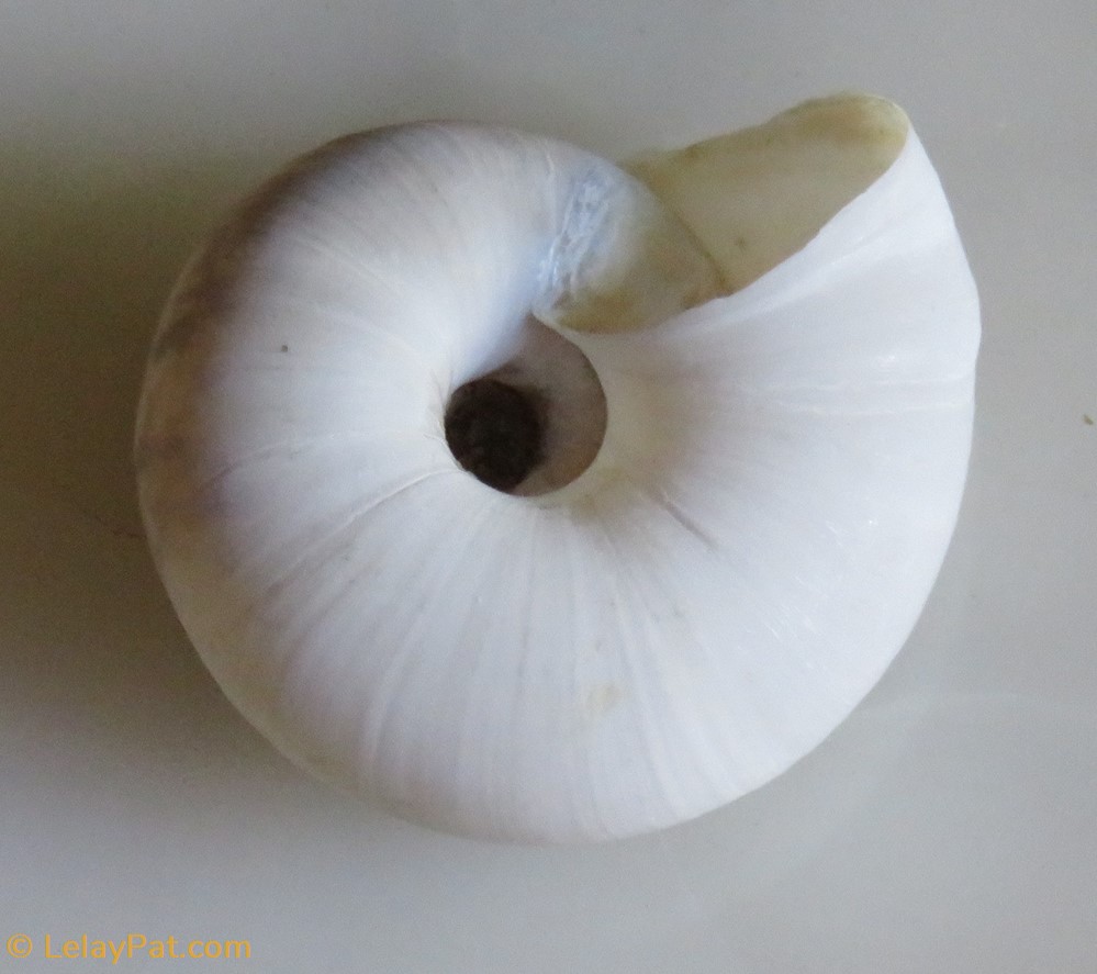 coquillage fossile gastropodum allogona profunda