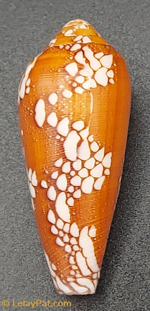 coquillage fossile gastropodum conus episcopatus