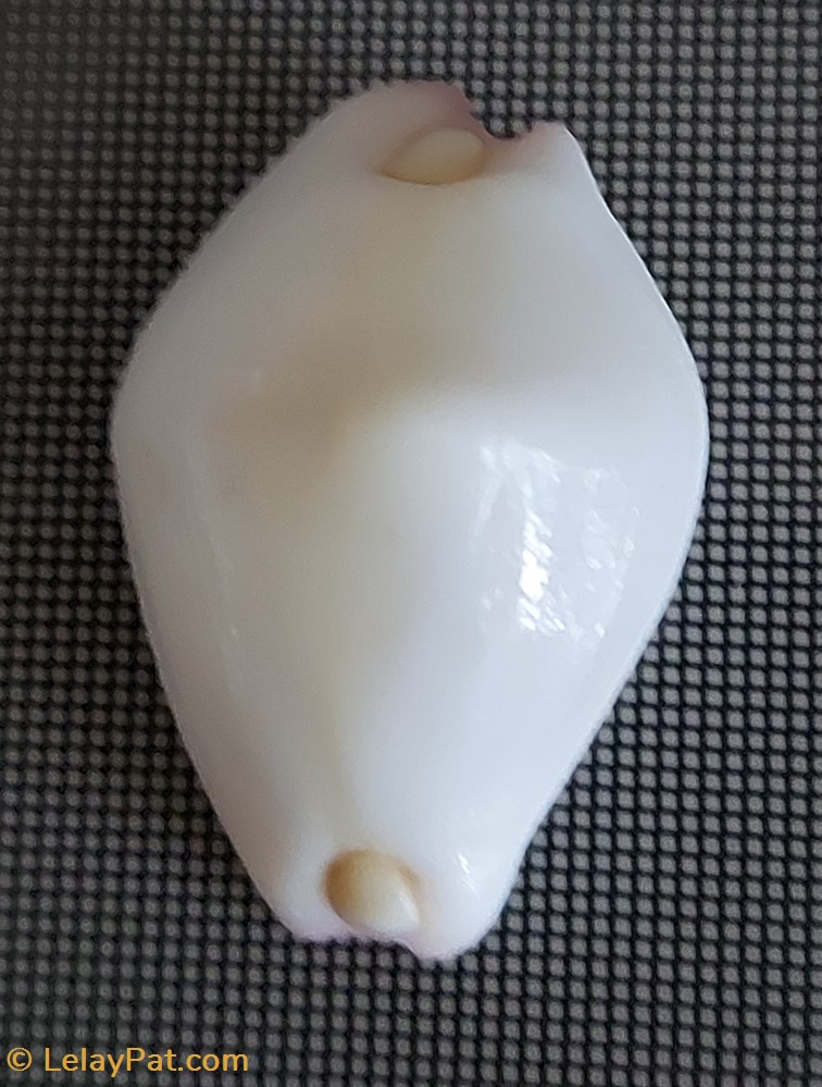 coquillage fossile gastropodum calpurnus verrucosa