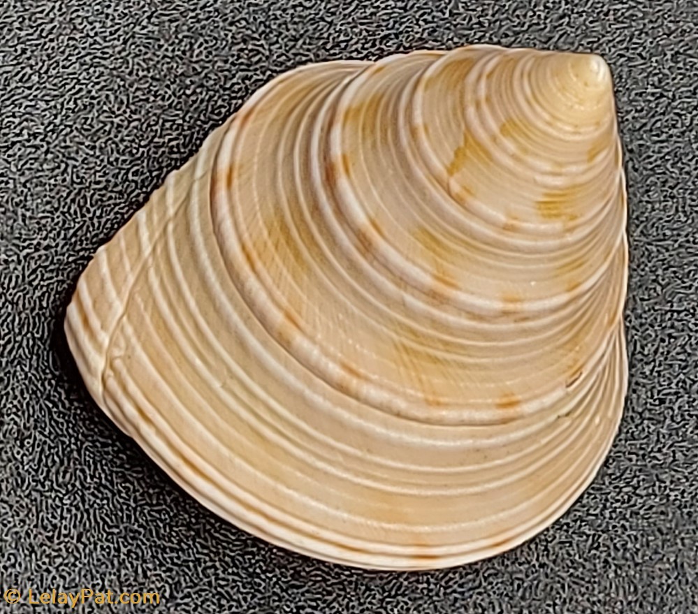 Calliostoma nobile coquillage fossile gastropodum calliostoma nobile