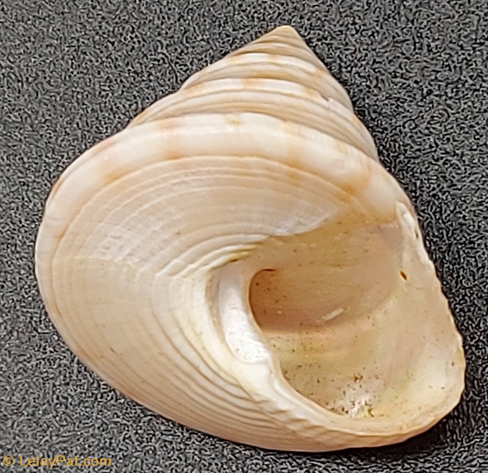 Calliostoma nobile coquillage fossile gastropodum calliostoma nobile