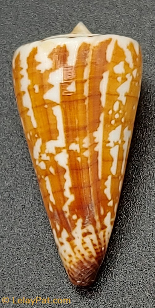 coquillage fossile gastropodum conus maldivus