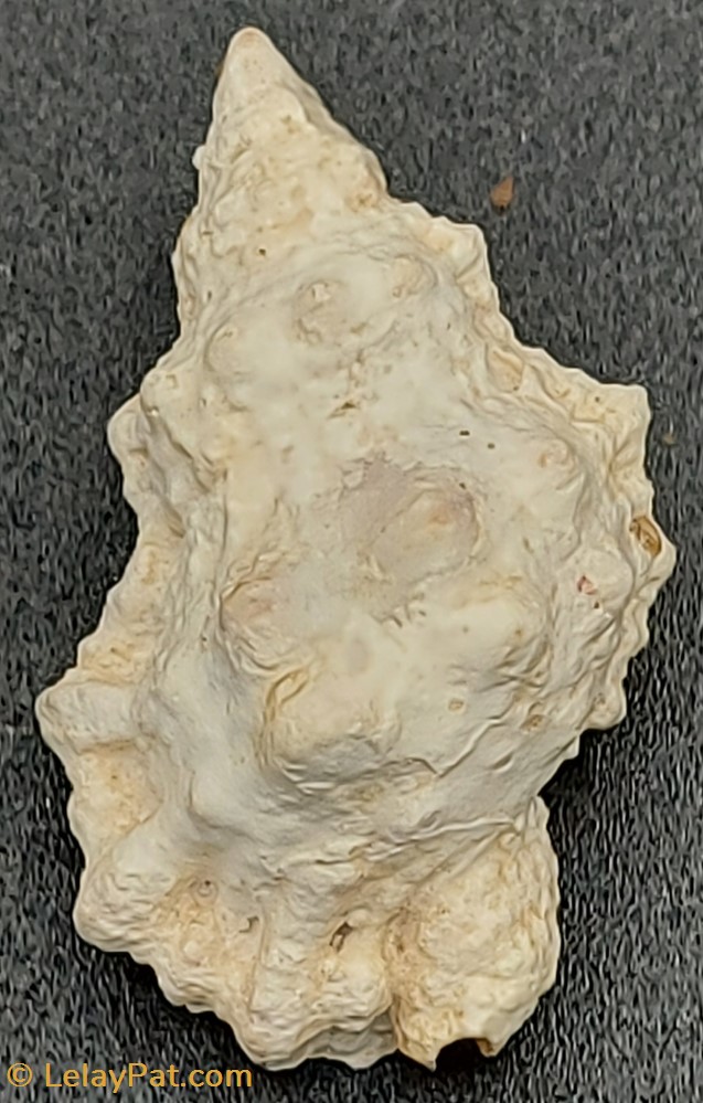 Bufonaria margaritula coquillage fossile gastropodum bufonaria margaritula
