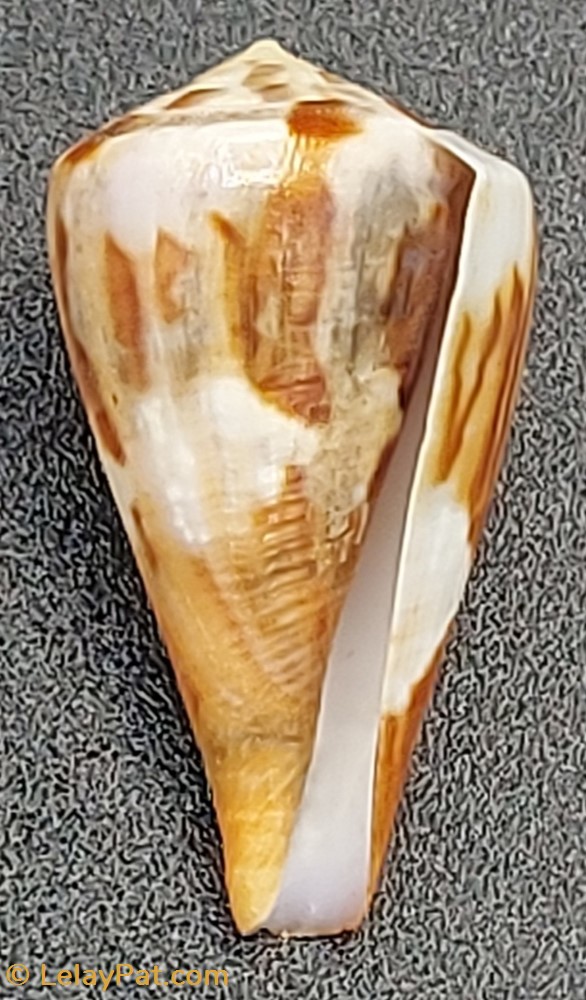 coquillage fossile gastropodum conus namocanus