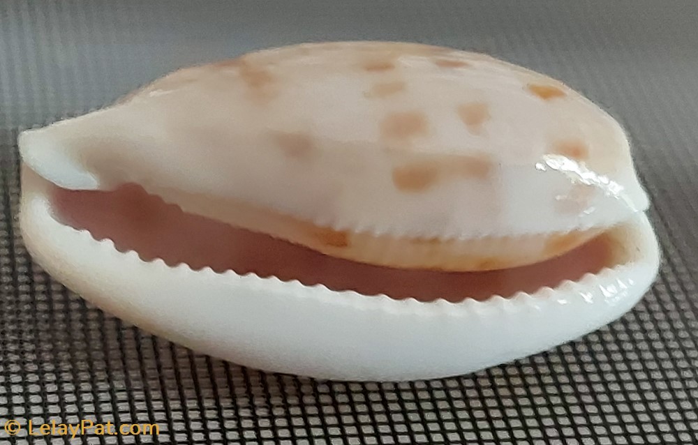 coquillage fossile gastropodum talostolida teres