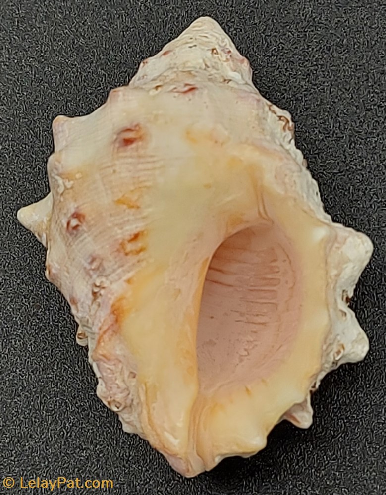Mancinella coquillage fossile gastropodum mancinella