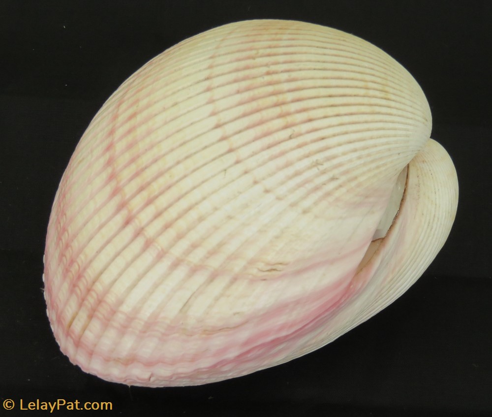 Coque géante coquillage fossile bivalvium coque geante
