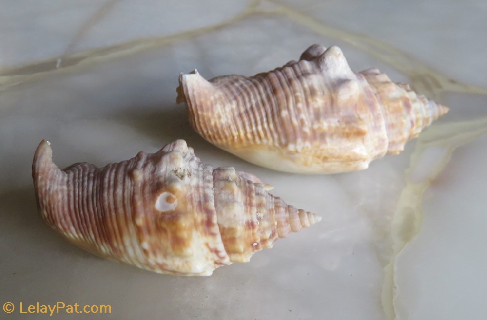 coquillage fossile gastropodum euprotomus aurisdianae
