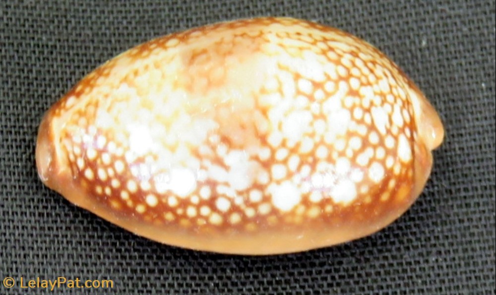 coquillage fossile gastropodum erosaria ocellata