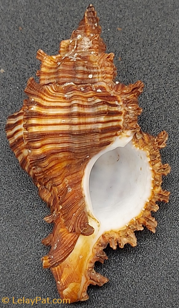 Chicoreus torrefactus coquillage fossile gastropodum chicoreus torrefactus