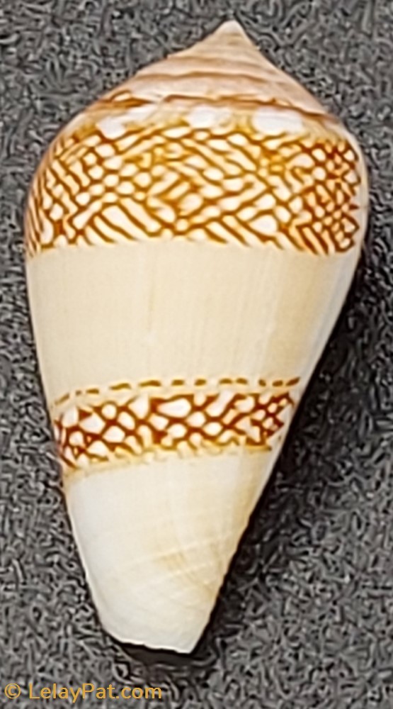 Conus mercator coquillage fossile gastropodum conus mercator