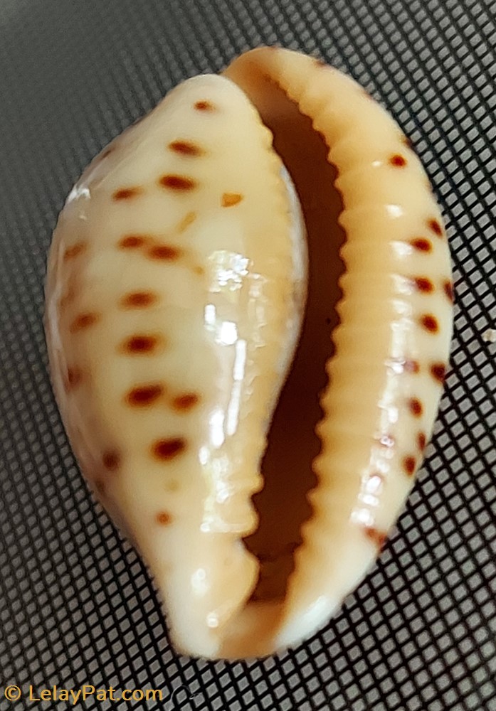 Palmadusta ziczac 2 coquillage fossile gastropodum palmadusta ziczac