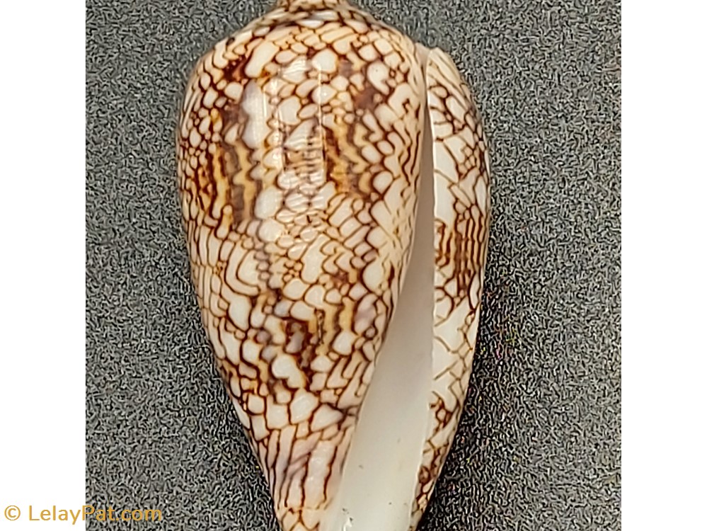 coquillage fossile gastropodum conus textile archiepiscopus