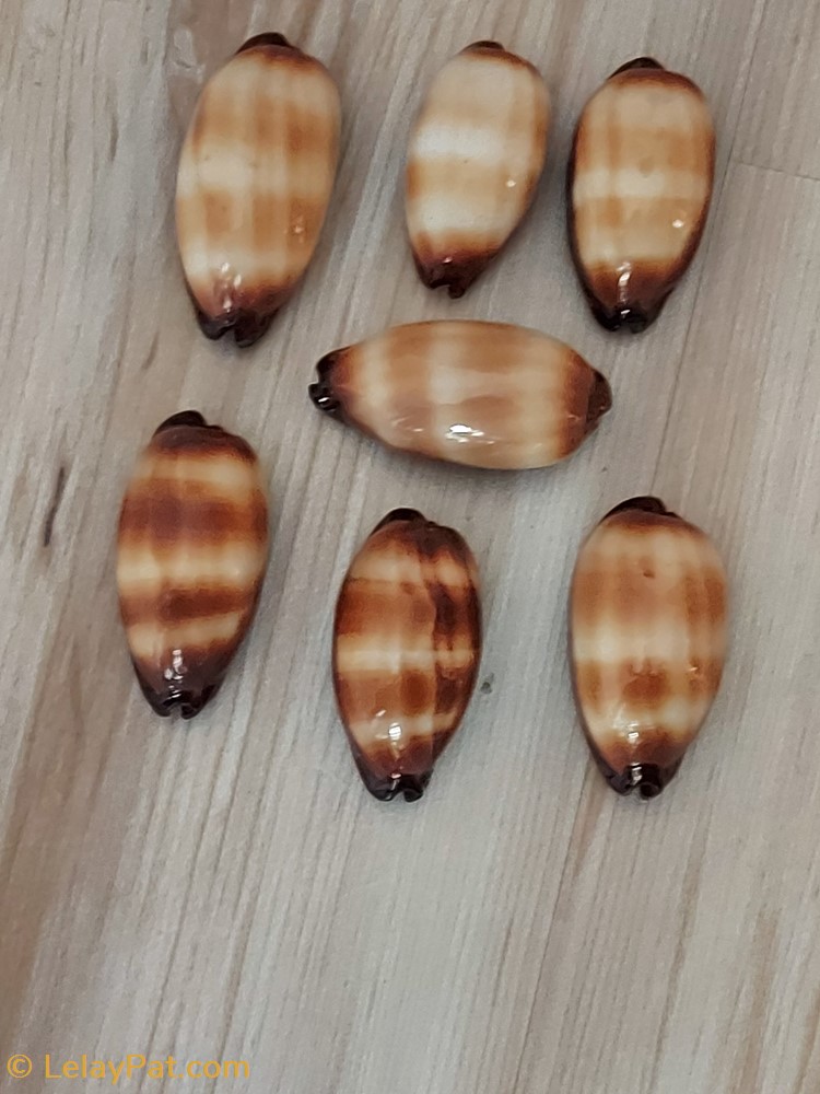 coquillage fossile gastropodum talparia talpa porcelaine taupe