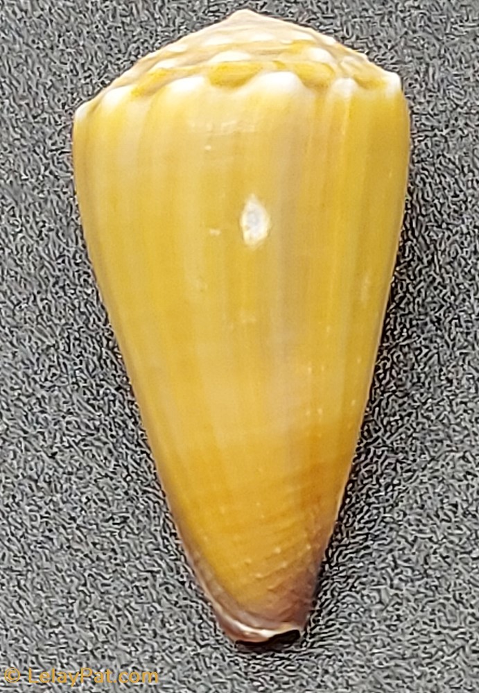 Conus sanguinolentus coquillage fossile gastropodum conus sanguinolentus
