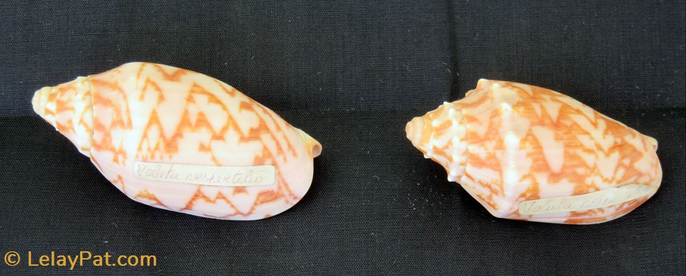 Cymbiola vespertilo coquillage fossile gastropodum cymbiola vespertilo