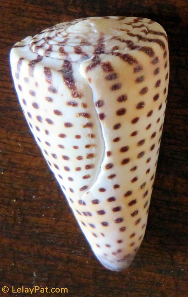 coquillage fossile gastropodum conus litteratus