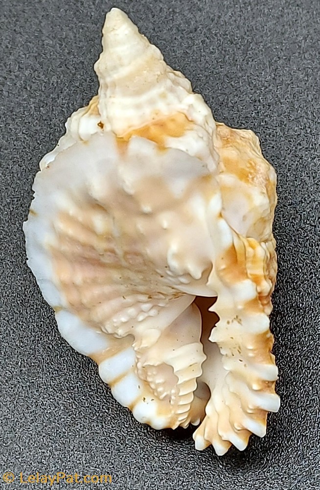 Distorsio anus coquillage fossile gastropodum distorsio anus