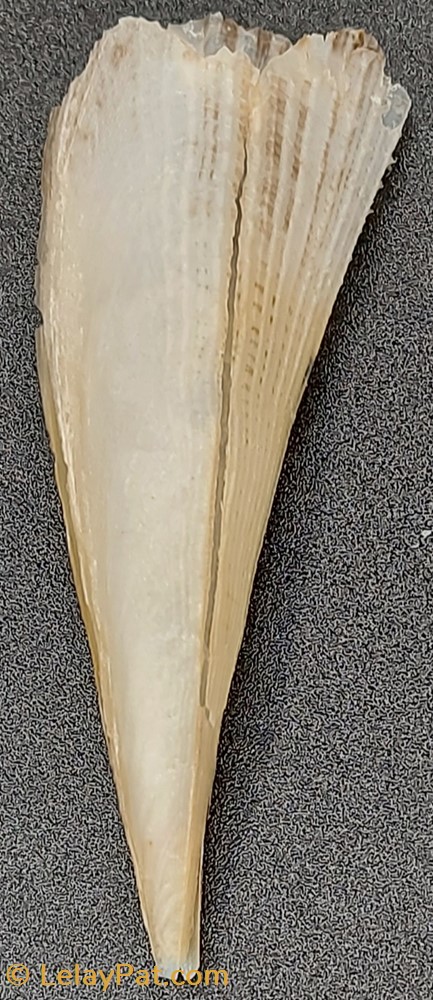 coquillage fossile gastropodum pinna rudis