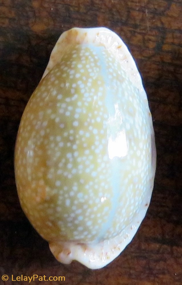 coquillage fossile gastropodum erosaria erosa porcelaine erodee