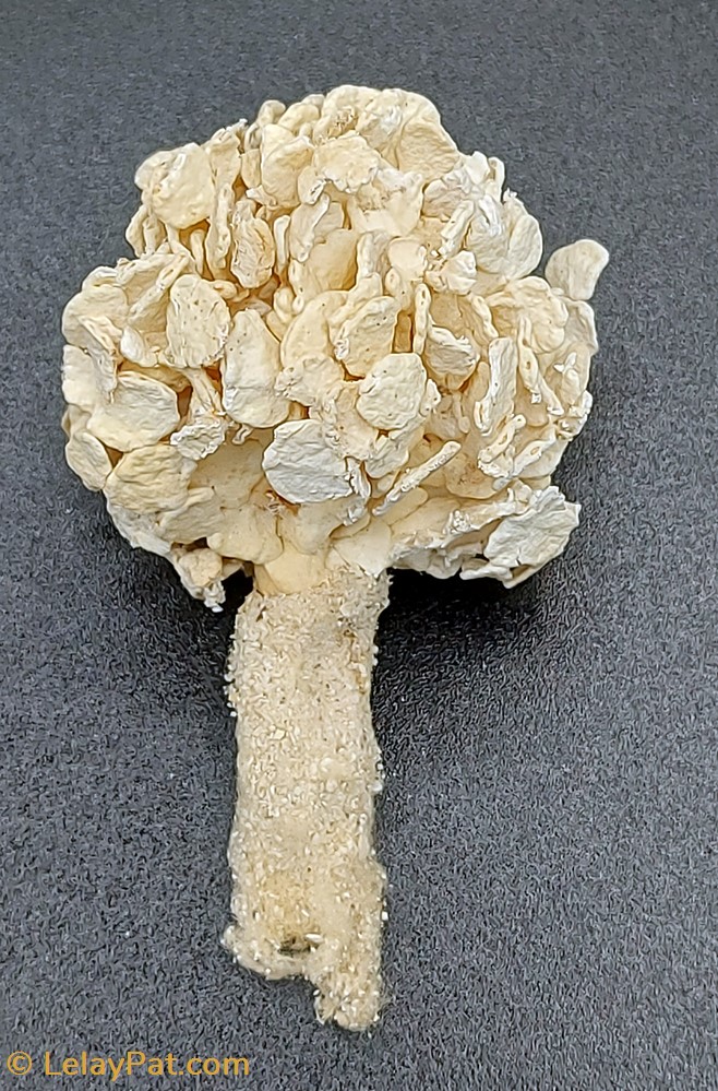 Asterospicularia ou Xenia ou ... coquillage fossile cnidaire anthozoa coraux et anemone asterospicularia ou xenia ou