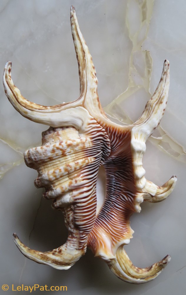 Harpago arthriticus 2 coquillage fossile gastropodum harpago arthriticus