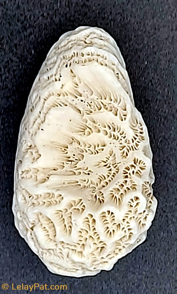 Goniastrea favulus 2 coquillage fossile cnidaire anthozoa coraux et anemone goniastrea favulus