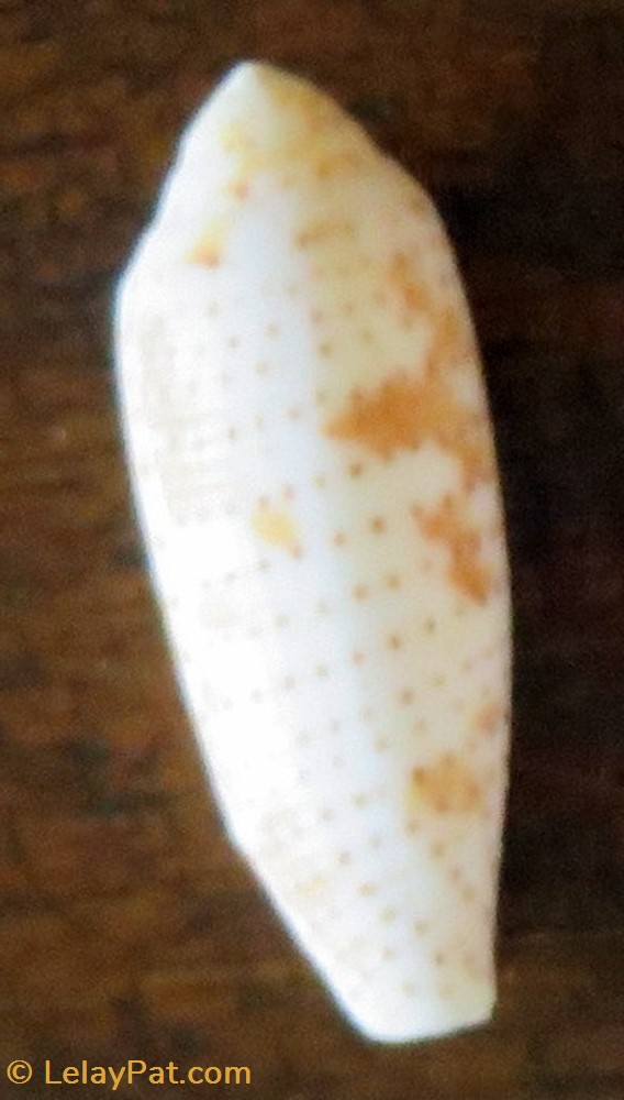 Conus nussatella coquillage fossile gastropodum conus nussatella