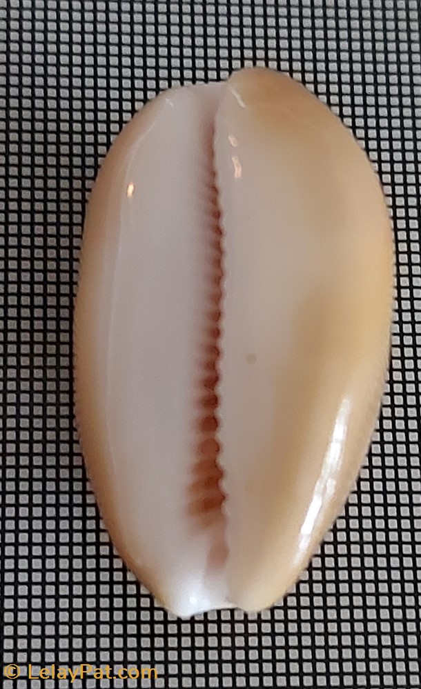 coquillage fossile gastropodum lyncina schilderorum