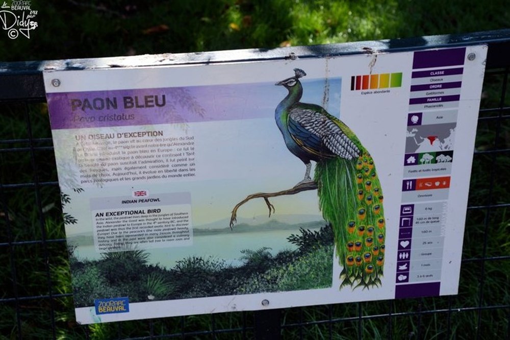 monde du vivant paon bleu