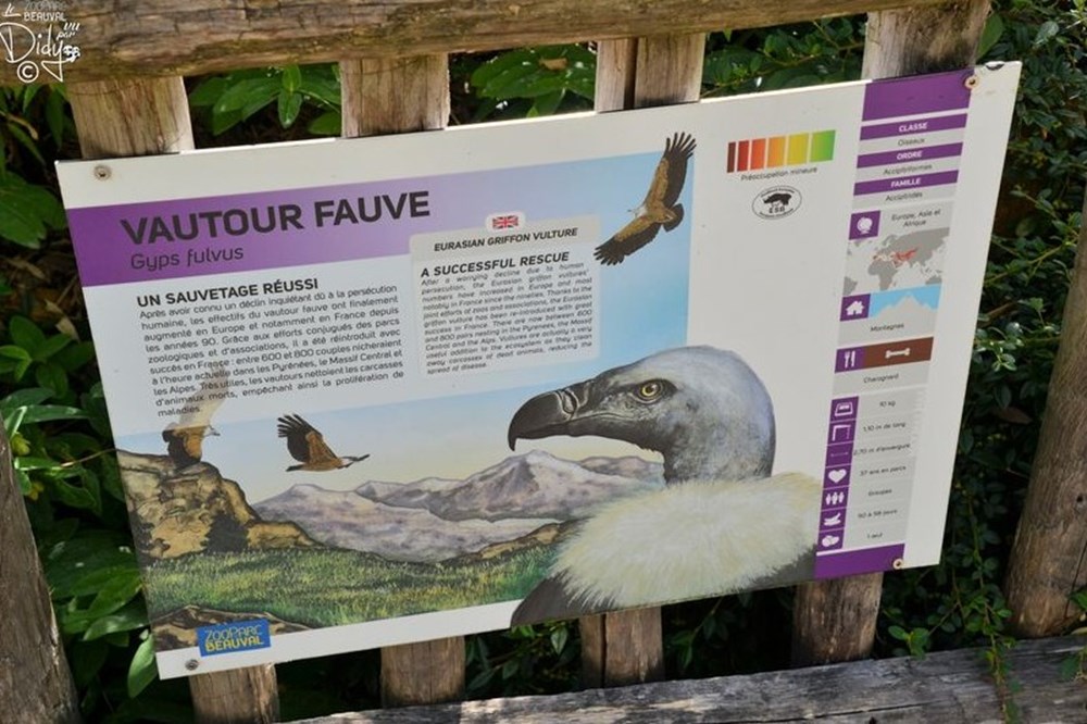 monde du vivant vautour fauve