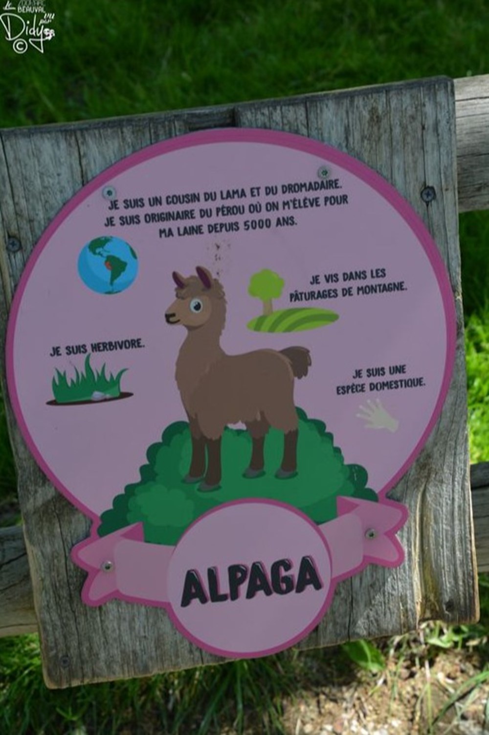 monde du vivant alpaga
