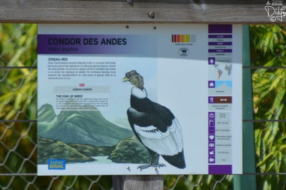 monde du vivant condor des andes