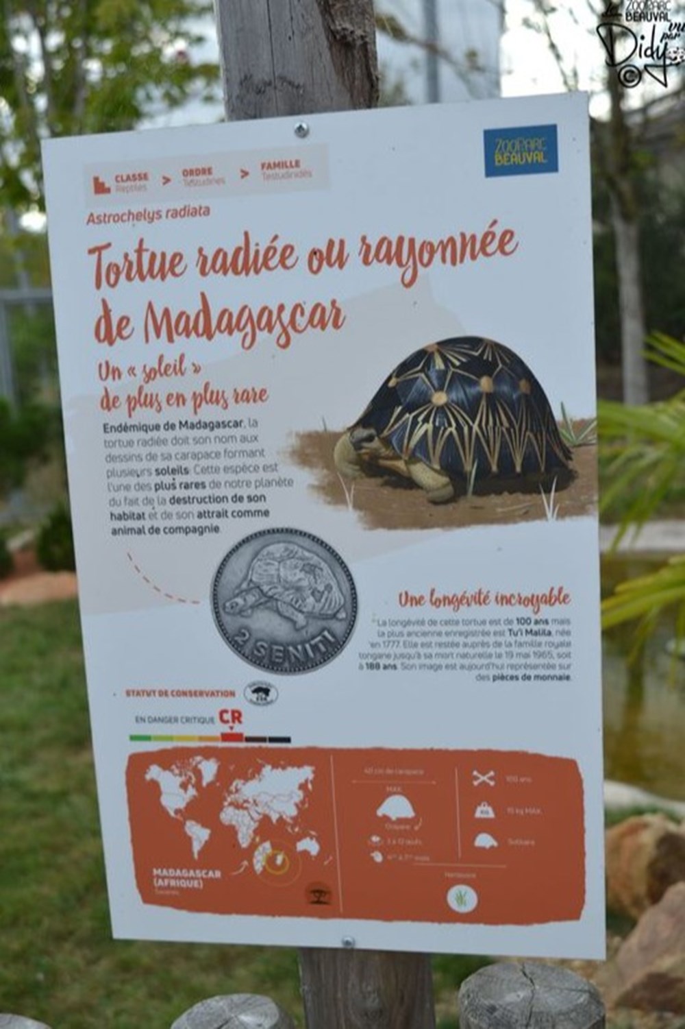 monde du vivant tortue radiee de madagascar ou rayonnee