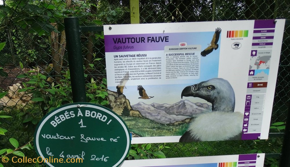 monde du vivant vautour fauve