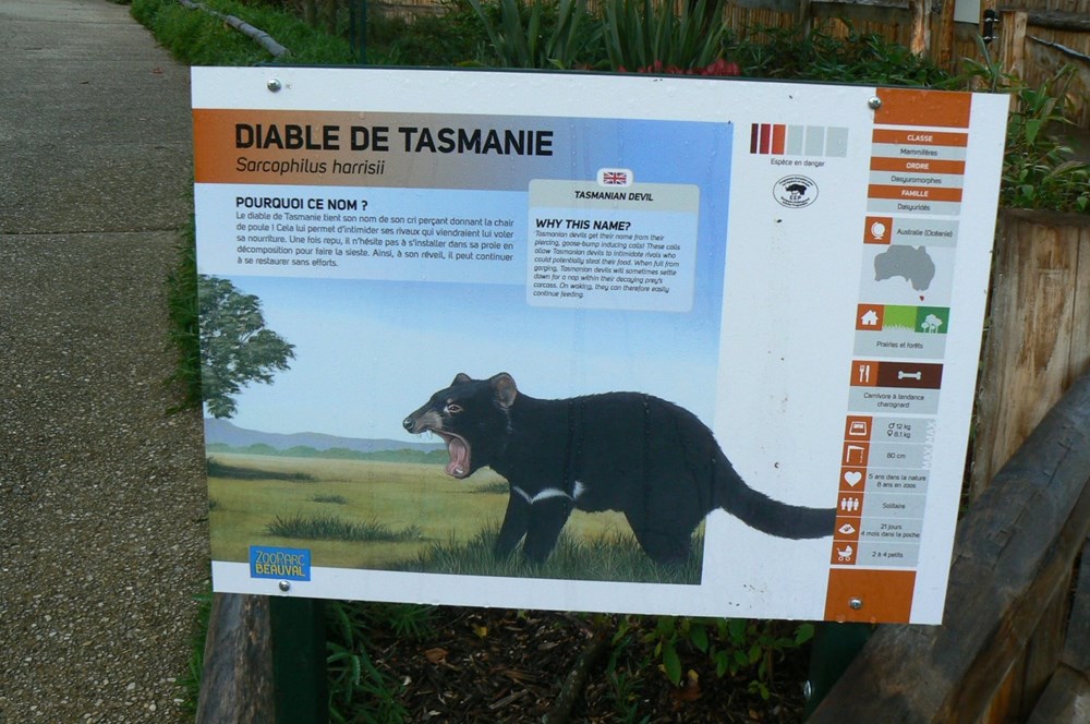 monde du vivant diable de tasmanie